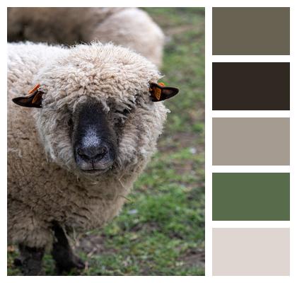 Sheep Cloven Hoofed Mammal Sheep'S Wool Image